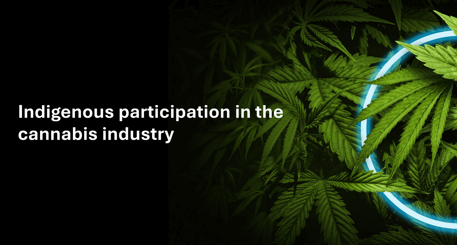 Industrial Cannabis Production