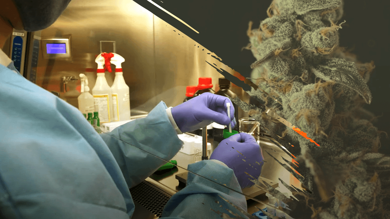 cannabis research